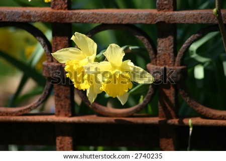Yellow Flowers decorating a rod iron fence