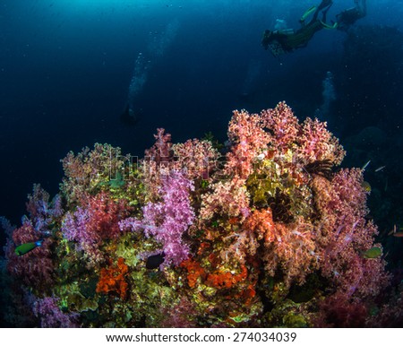 Colourful soft corals in Southern Thailand 