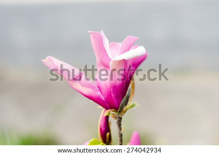 Pink Magnolia blossom. Isolated on bright blurry bokeh background.