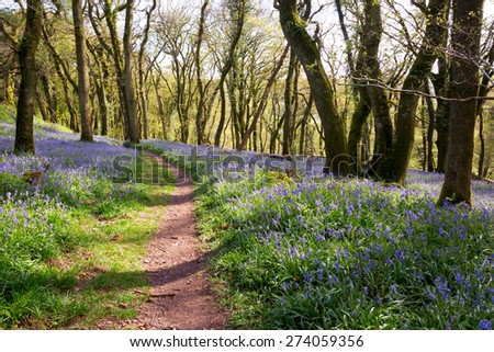 English bluebell woodland Royalty-Free Stock Photo #274059356