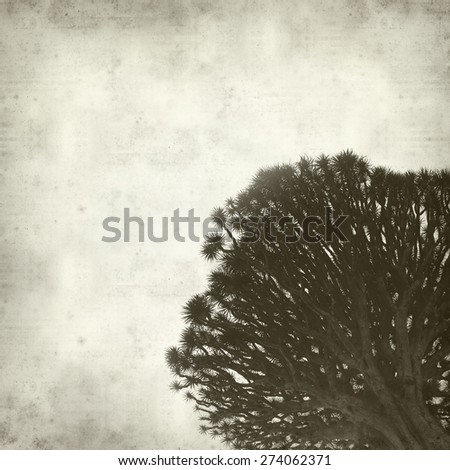 textured old paper background with Canary Islands Dragon Tree