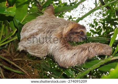 Brown-throated three-toed sloth in the jungle, wild animal, Costa Rica, Central America