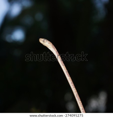 Blunt-headed tree snake, Imantodes lentiferus, Panama, Central America