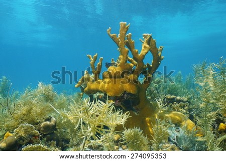 Underwater seascape, seabed with corals in the Caribbean sea