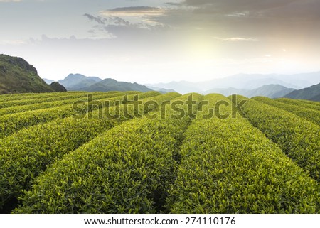 Mountain tea