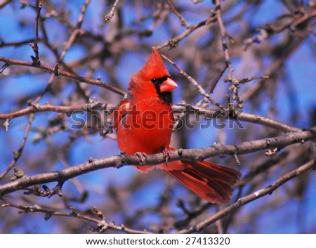 Windblown Cardinal