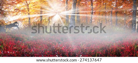 In the panorama Transcarpathian Ukraine Carpathian mountains on the background autumn beech forests fantastically beautiful - magical scenic color wild forests in natural reserves and pleasing delight