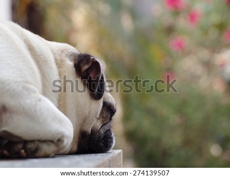 lovely lonely white fat cute pug dog laying on the wood table floor making sadly face with home outdoor surrounding bokeh background under morning sunligh