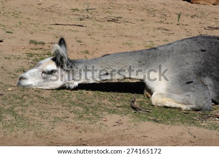a llama laying down on the ground in a pen resting