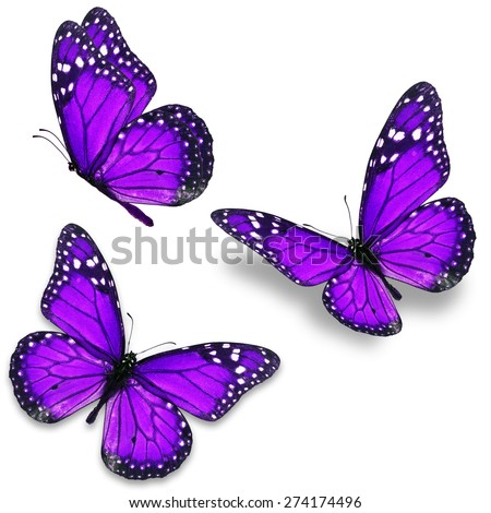 Three purple monarch butterfly isolated on white background
