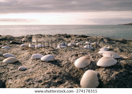 An ocean view image with in the foreground a group of sea shells lie on a rocky part of a beach