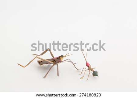 Insects  white background 