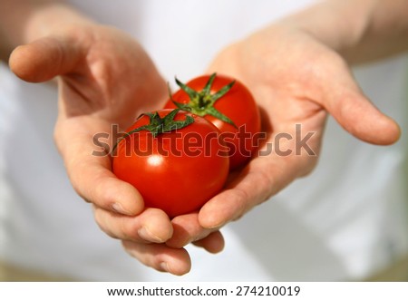 Hands with freshly harvested tomatoes