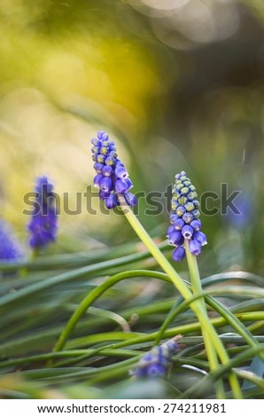 muscari blooming on the lawn in spring park
