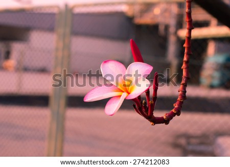 Outdoor flower from natural garden
