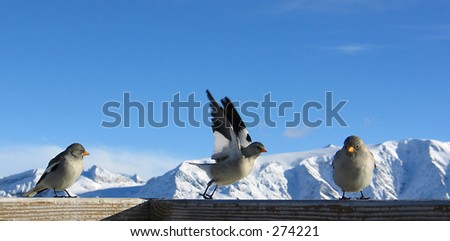 Three birds in the Alps