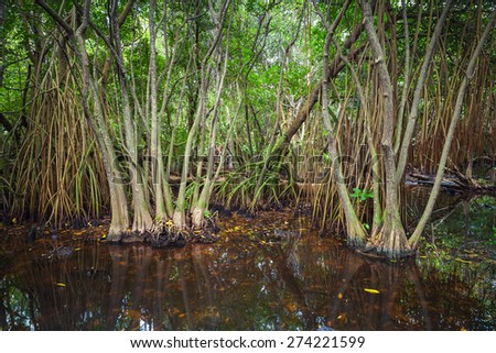 Wild tropical dark forest landscape with mangrove trees growing in the water