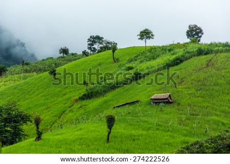Rice farm in rainy season, north of Thailand