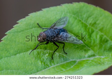 Fly sitting on green leaf