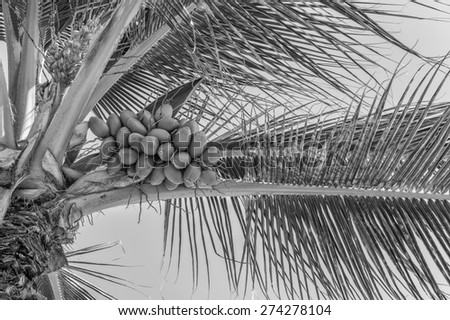 Ripe coconuts waiting for harvest in black, white, and gray colors.