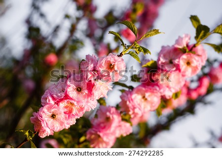Spring cherry blossoms, pink flowers background.