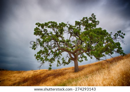 Single southern California oak tree grows on hillside above a grassy meadow.