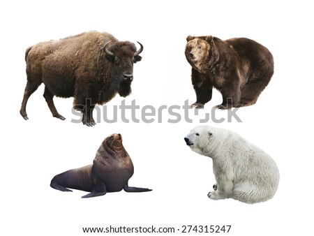 Mammals of Russia on a white background isolated