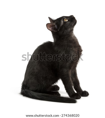 black young cat looks up, shot on white background