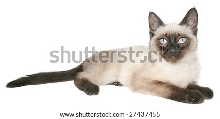 Siamese kitten on a white background.