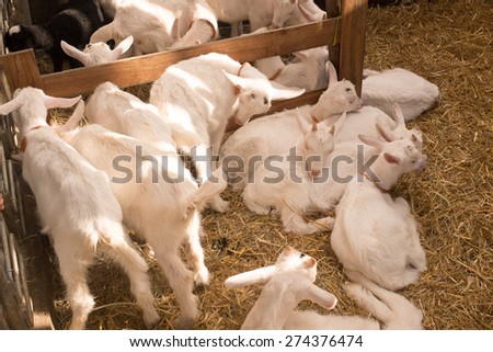 Close up of white goats in farm