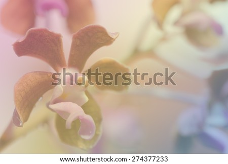Close up of beautiful orchids with blurred background.
