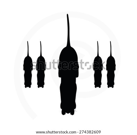 Vector Image - cat silhouette isolated on white background
