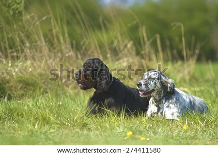 beautiful fun crazy young english setter dog and gordon setter puppy  hunting in summer