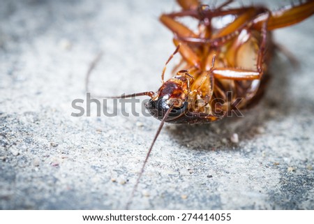 Close up of a death cockroach on floor