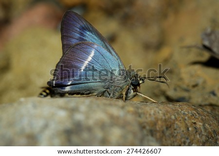 Butterfly Skippers (Hesperiidae)
