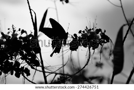 A butterfly feeds on a flower