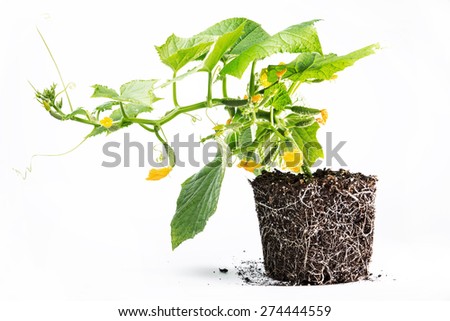 healthy development of roots and above-ground parts of the plant cucumber soil on white background.
Growing cucumbers: planting, care, feeding, varieties Royalty-Free Stock Photo #274444559