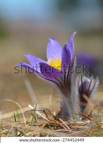 Spring flower Pasqueflower- Pulsatilla grandis
