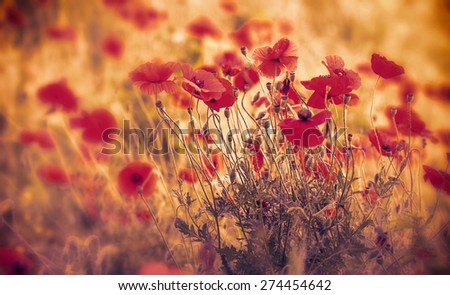 Red poppy flowers 