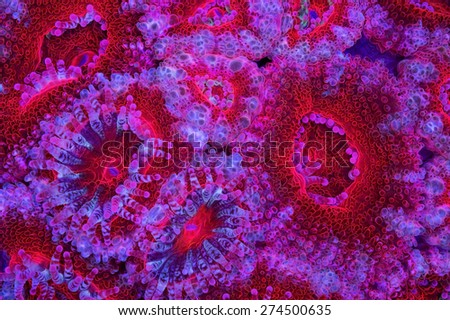 This is a bright red Acanthastrea colonly with its sweeper tentacles extended. Royalty-Free Stock Photo #274500635