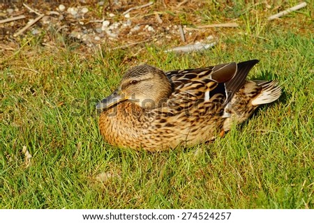 Mallard Duck female in natural environment.