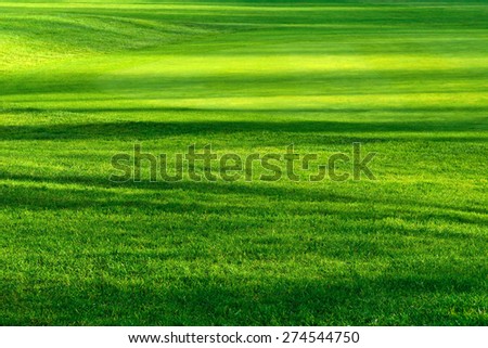Striped pattern of light and shadows on a beautiful fresh green lawn of a golf course, vibrant color