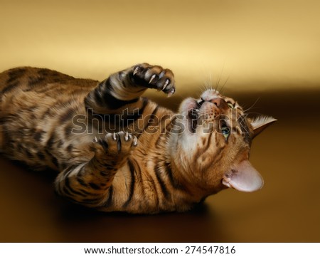 Bengal Cat playing shows cluws on Gold background