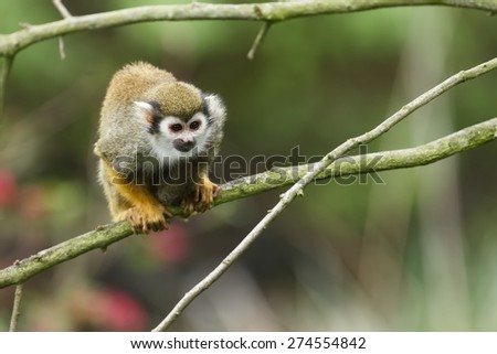 Common squirrel monkey on the tree