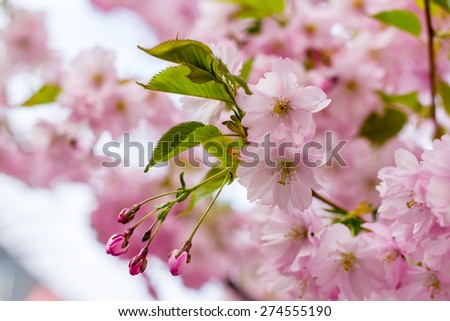 Pink Sakura flower blooming, cherry blossom in the garden
