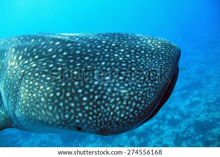Angled Close-up of an Approaching Whale Shark (Rhincodon Typus), South Ari Atoll, Maldives