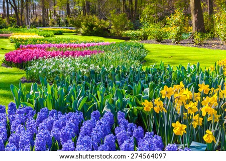 Marvellous flowers in the Keukenhof park. Beautiful outdoor scenery in Netherlands, Europe.