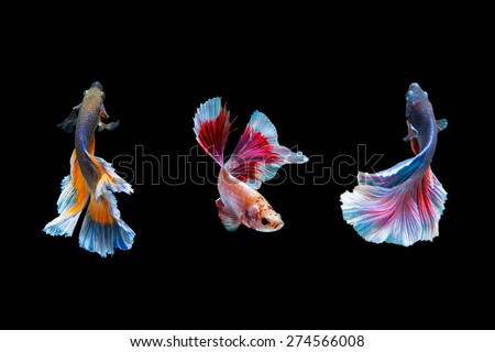 "Fancy Halfmoon Betta" capture the moving moment beautiful of siam betta fish in thailand on black background Royalty-Free Stock Photo #274566008