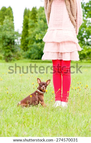 Small brown toy-terrier with young girl owner in summer green park. Multicolored outdoors image.