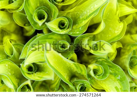 macro water drops on green plant leaf for natural background, wallpaper or backdrop use Royalty-Free Stock Photo #274571264